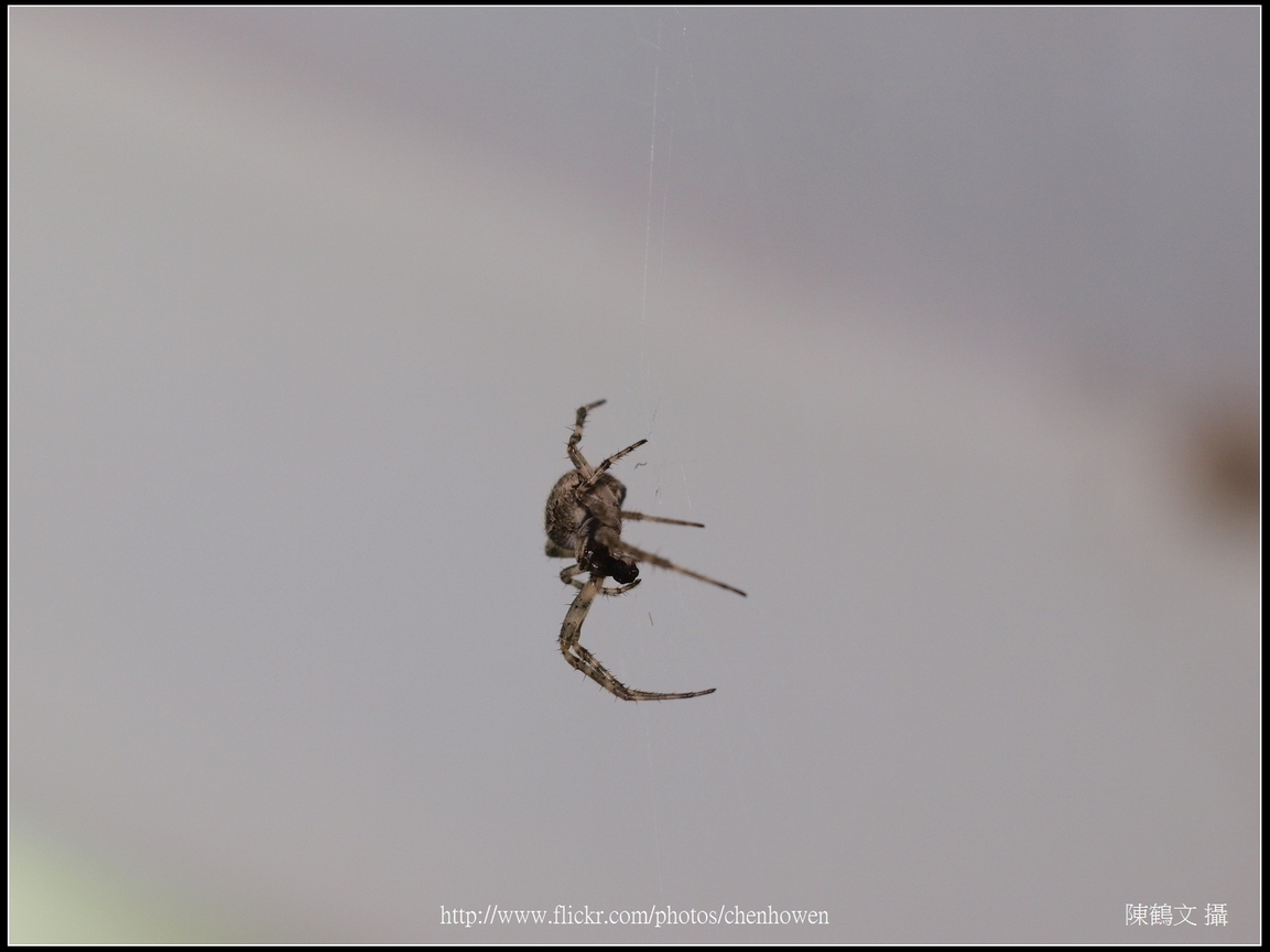 Spider Two_17_學名_20151218.jpg