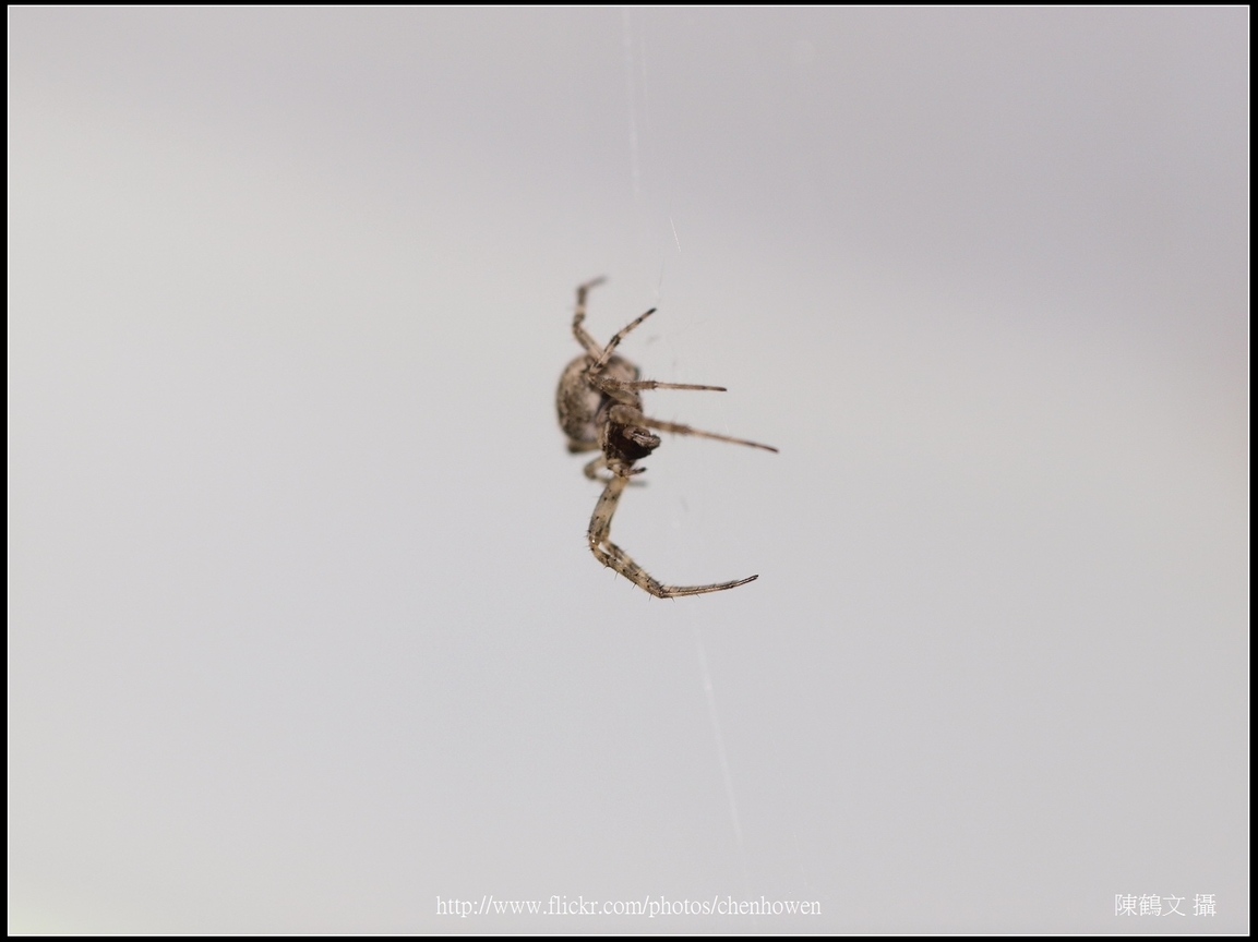 Spider Two_29_學名_20151218.jpg