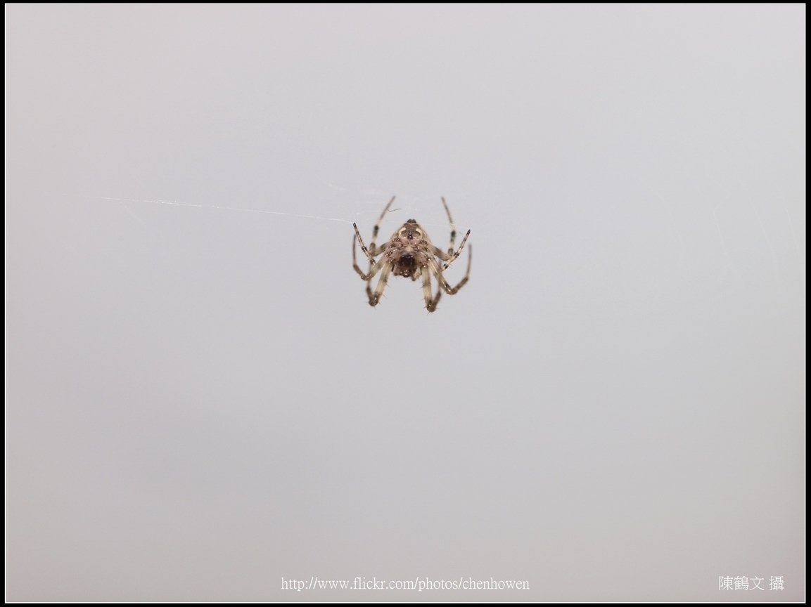 Spider Two_30_學名_20151218.jpg