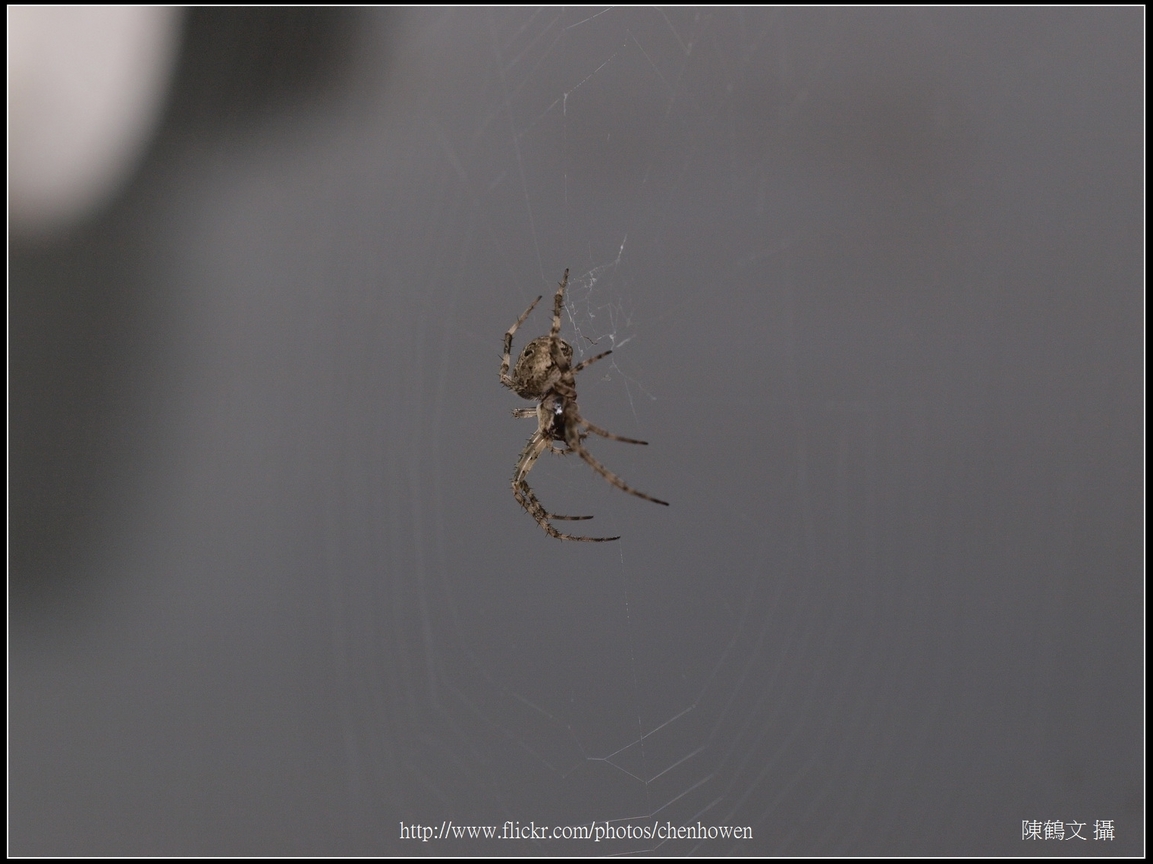 Spider Two_22_學名_20151218.jpg