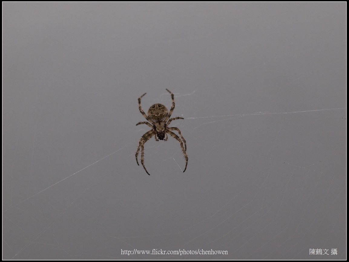 Spider Two_23_學名_20151218.jpg