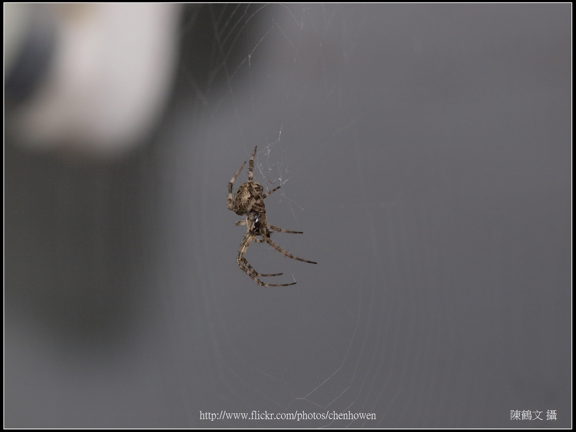 Spider Two_21_學名_20151218.jpg