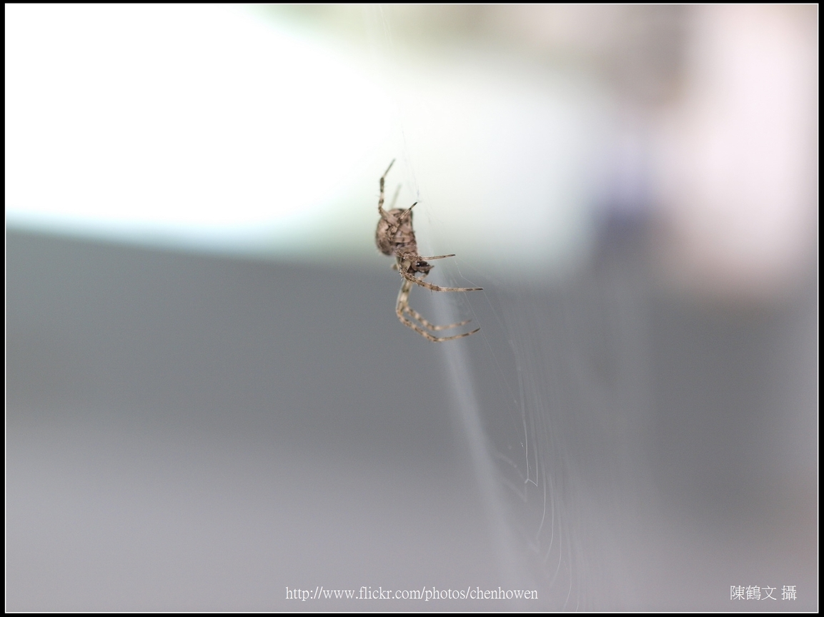 Spider Two_26_學名_20151218.jpg