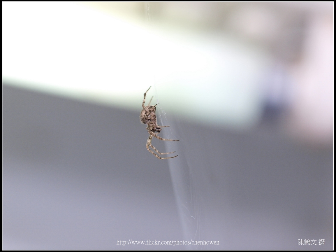 Spider Two_27_學名_20151218.jpg