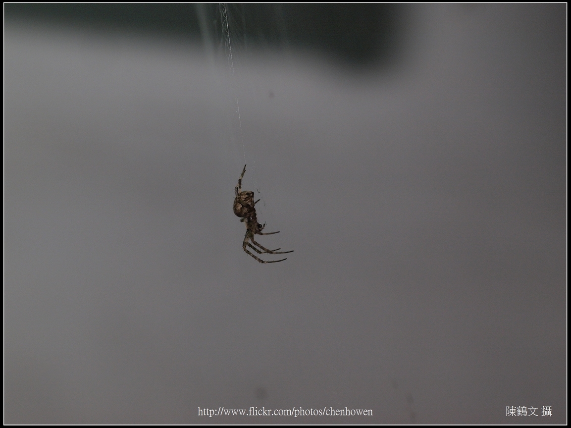 Spider Two_24_學名_20151218.jpg