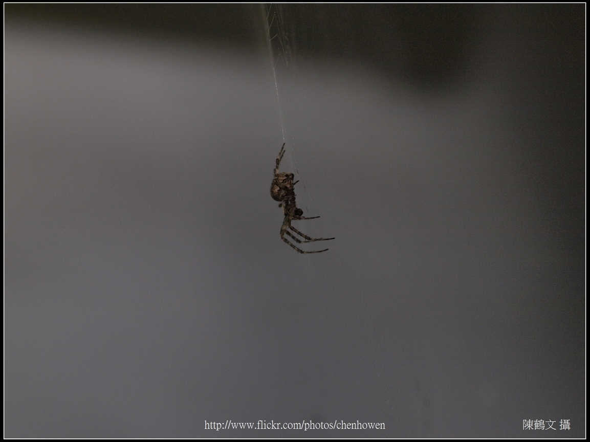 Spider Two_25_學名_20151218.jpg