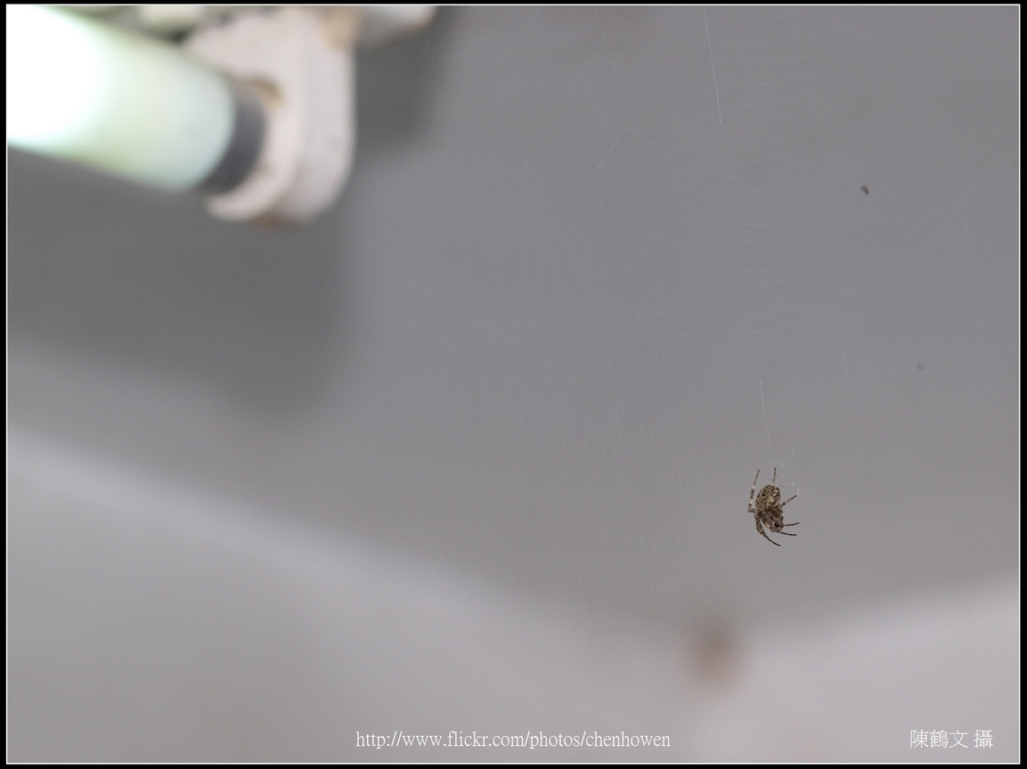 Spider Two_01_學名_20151218.jpg