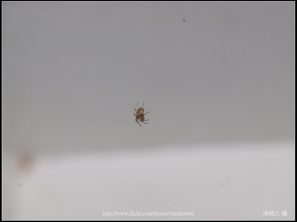 Spider Two_02_學名_20151218.jpg