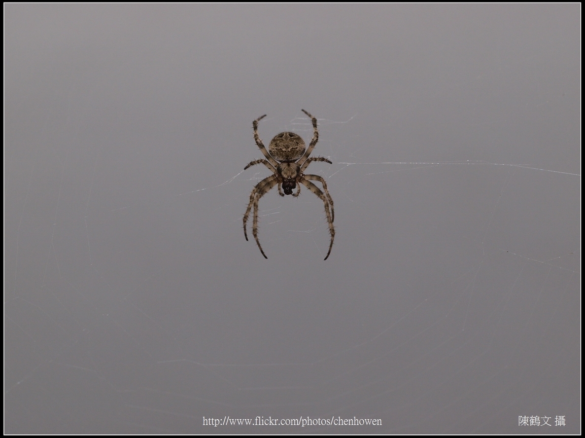 Spider Two_10_學名_20151218.jpg