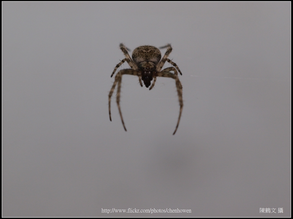 Spider Two_11_學名_20151218.jpg