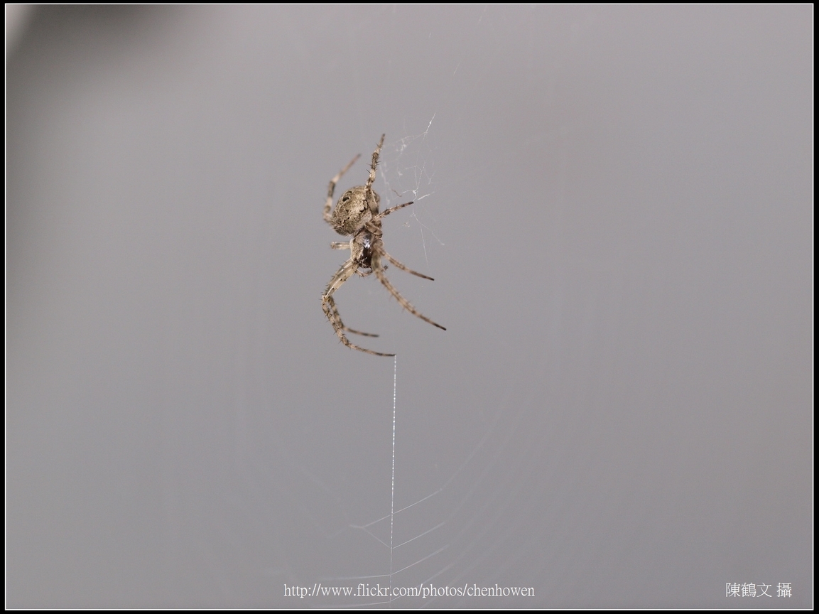 Spider Two_28_學名_20151218.jpg