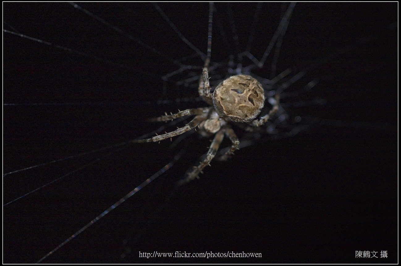 Spider One_10_學名_20151206