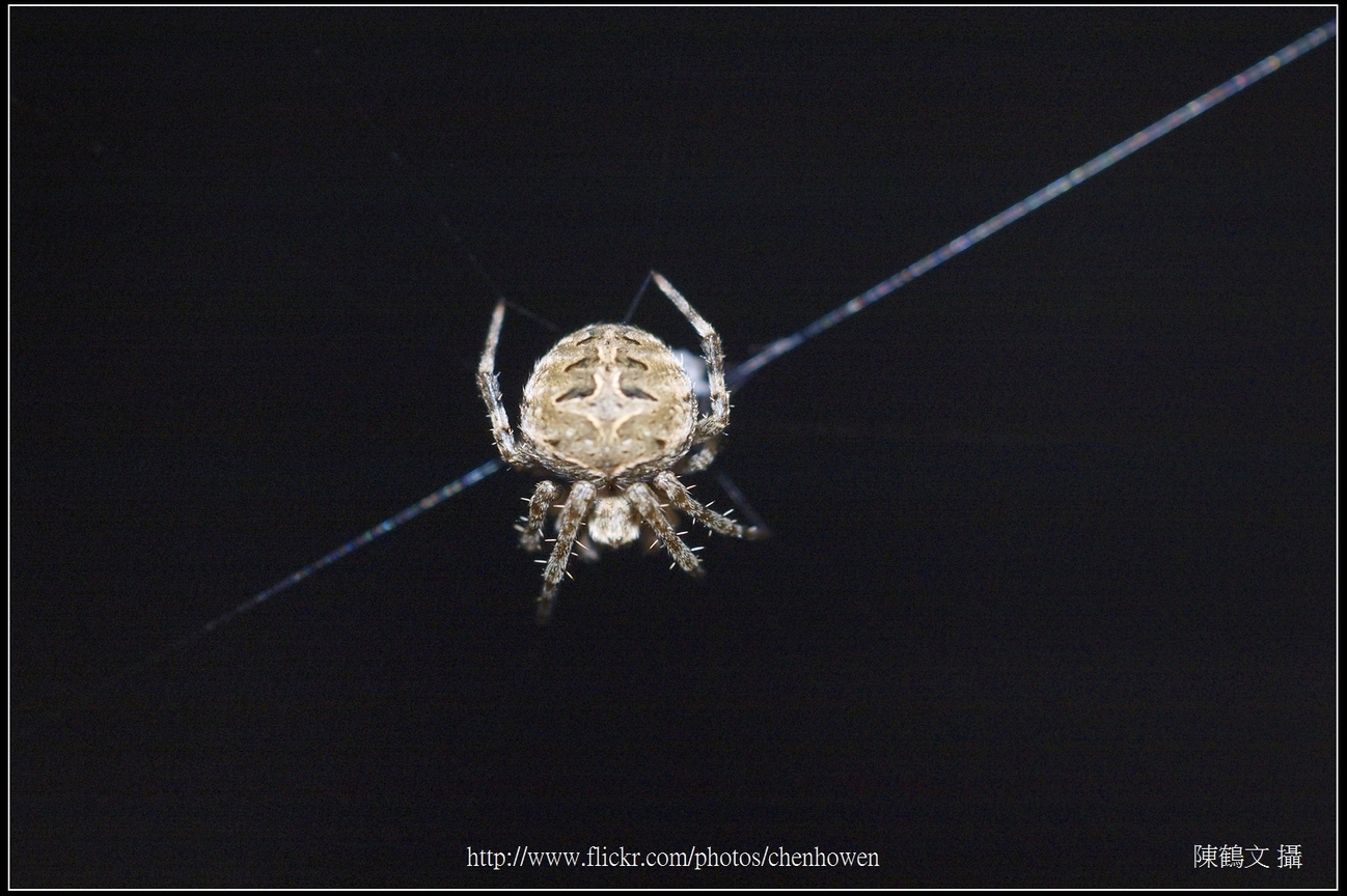 Spider One_11_學名_20151206