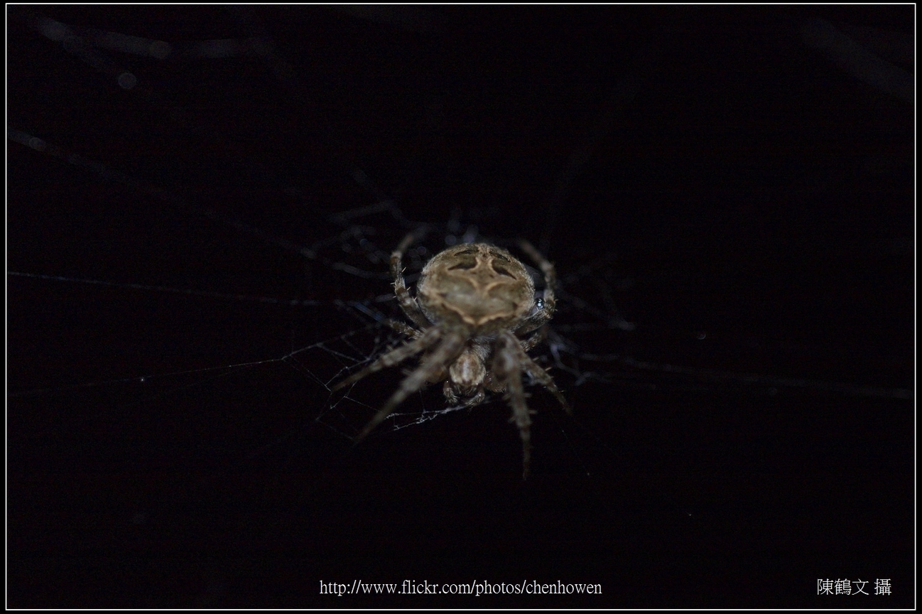 Spider One_09_學名_20151206