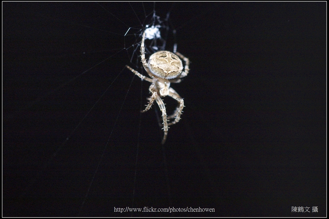Spider One_01_學名_20151206