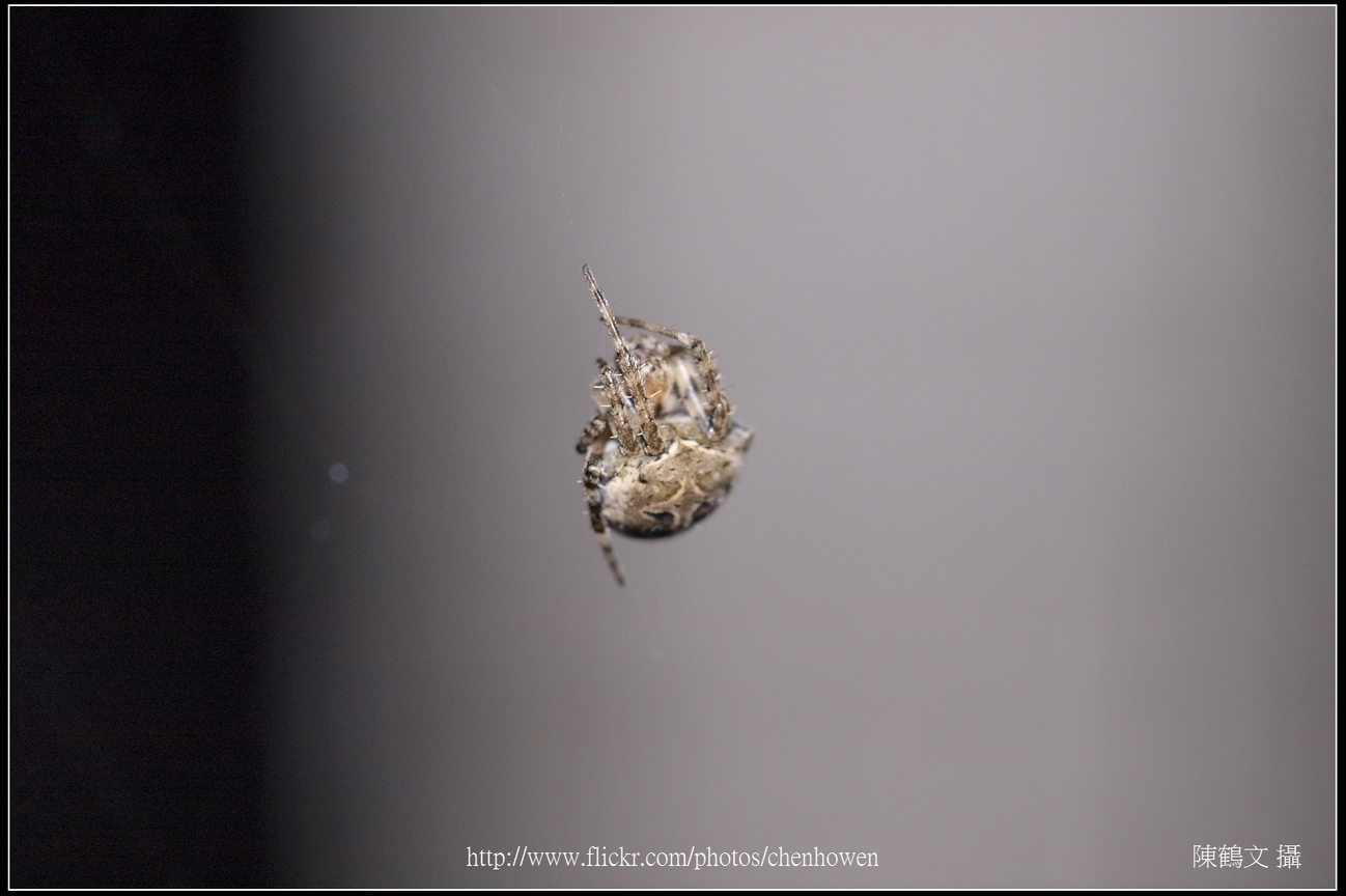 Spider One_04_學名_20151206