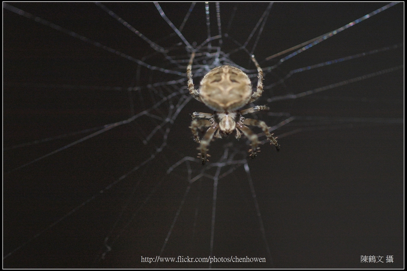 Spider One_05_學名_20151206