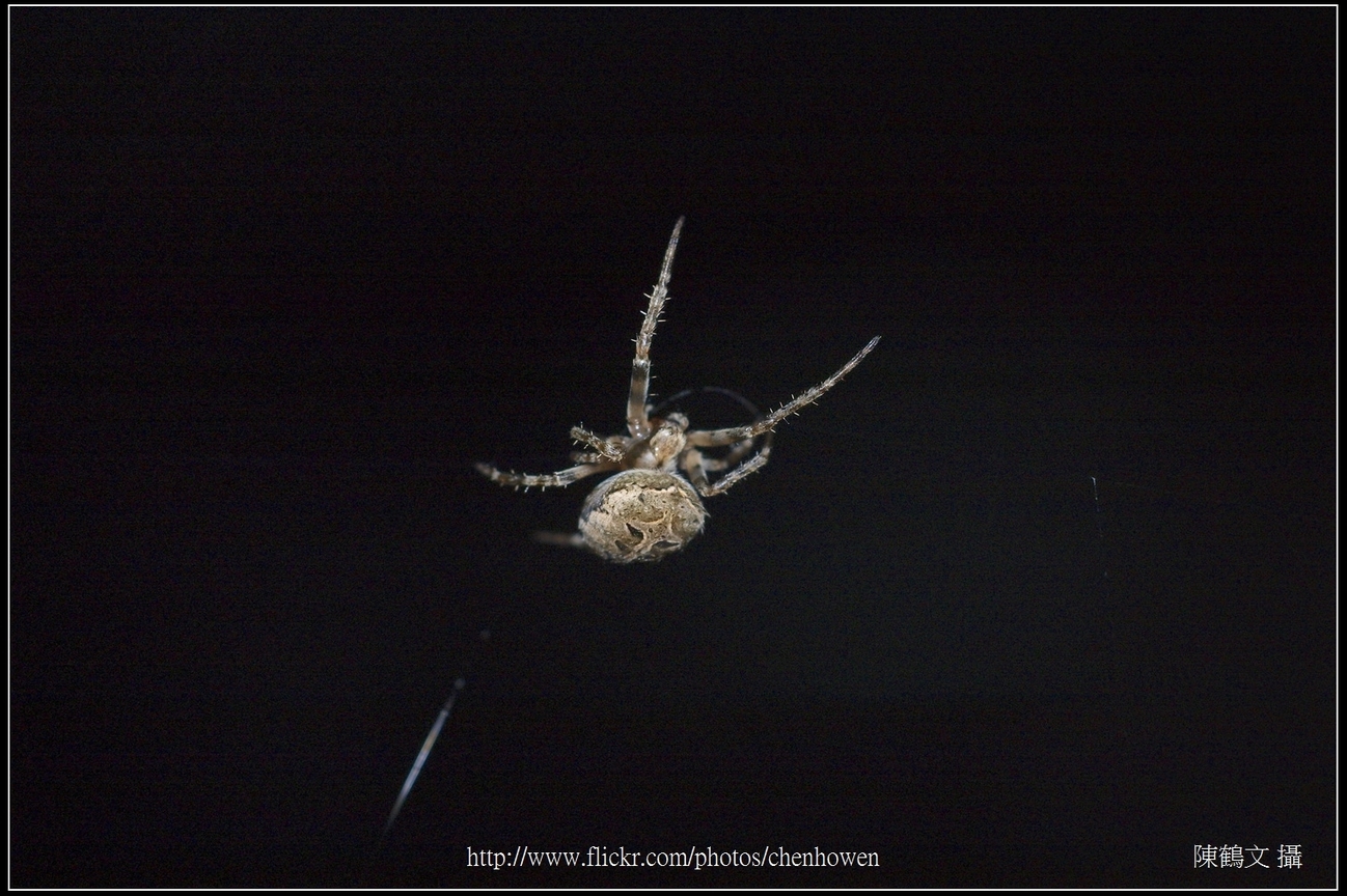 Spider One_03_學名_20151206
