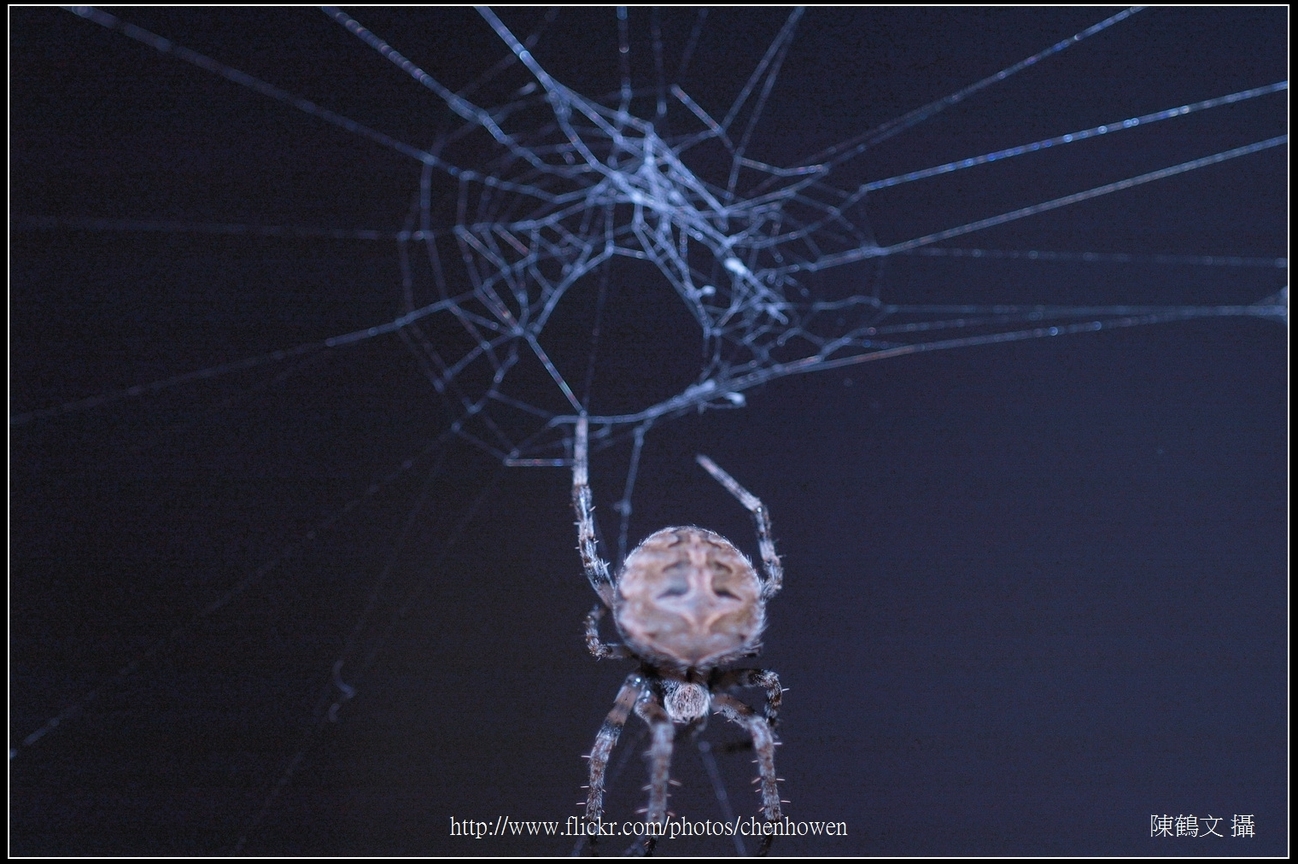 Spider One_06_學名_20151206