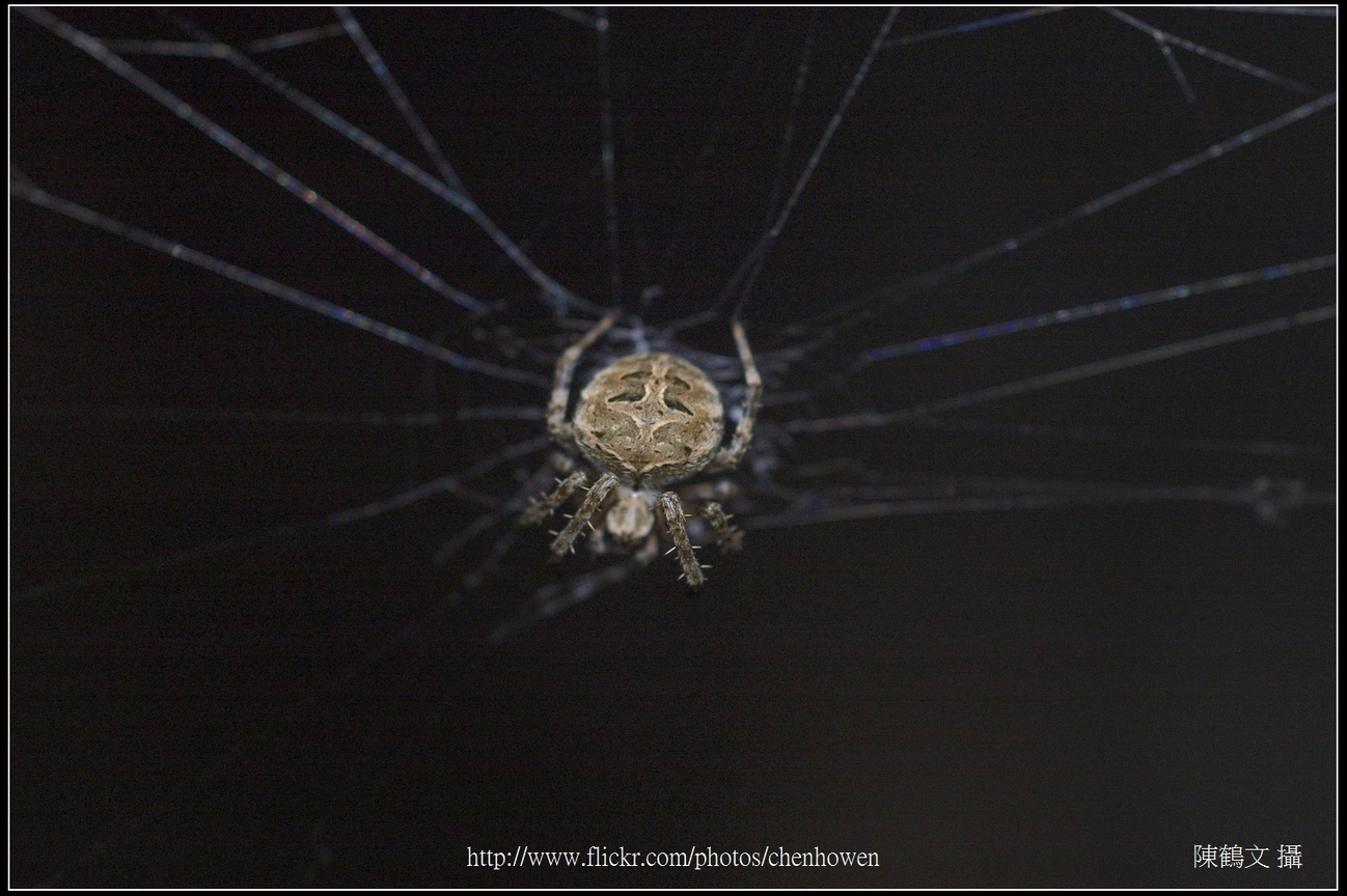 Spider One_07_學名_20151206