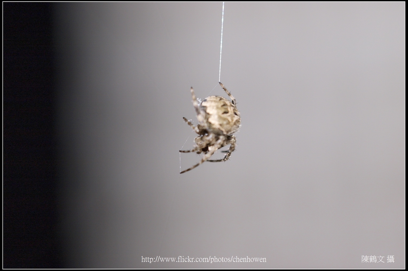 Spider One_14_學名_20151206
