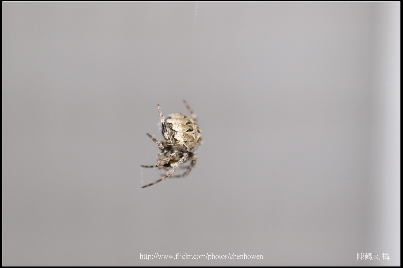 Spider One_15_學名_20151206