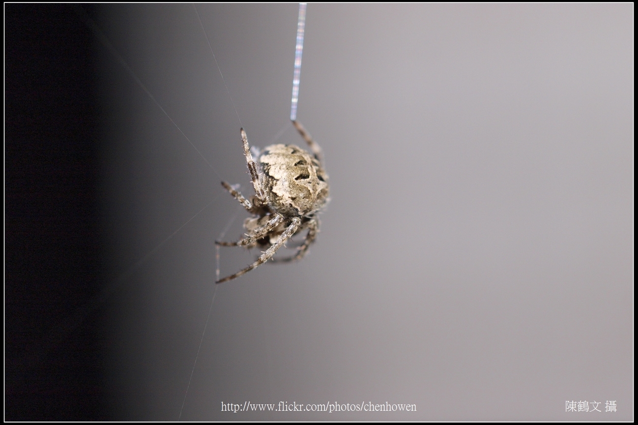 Spider One_12_學名_20151206