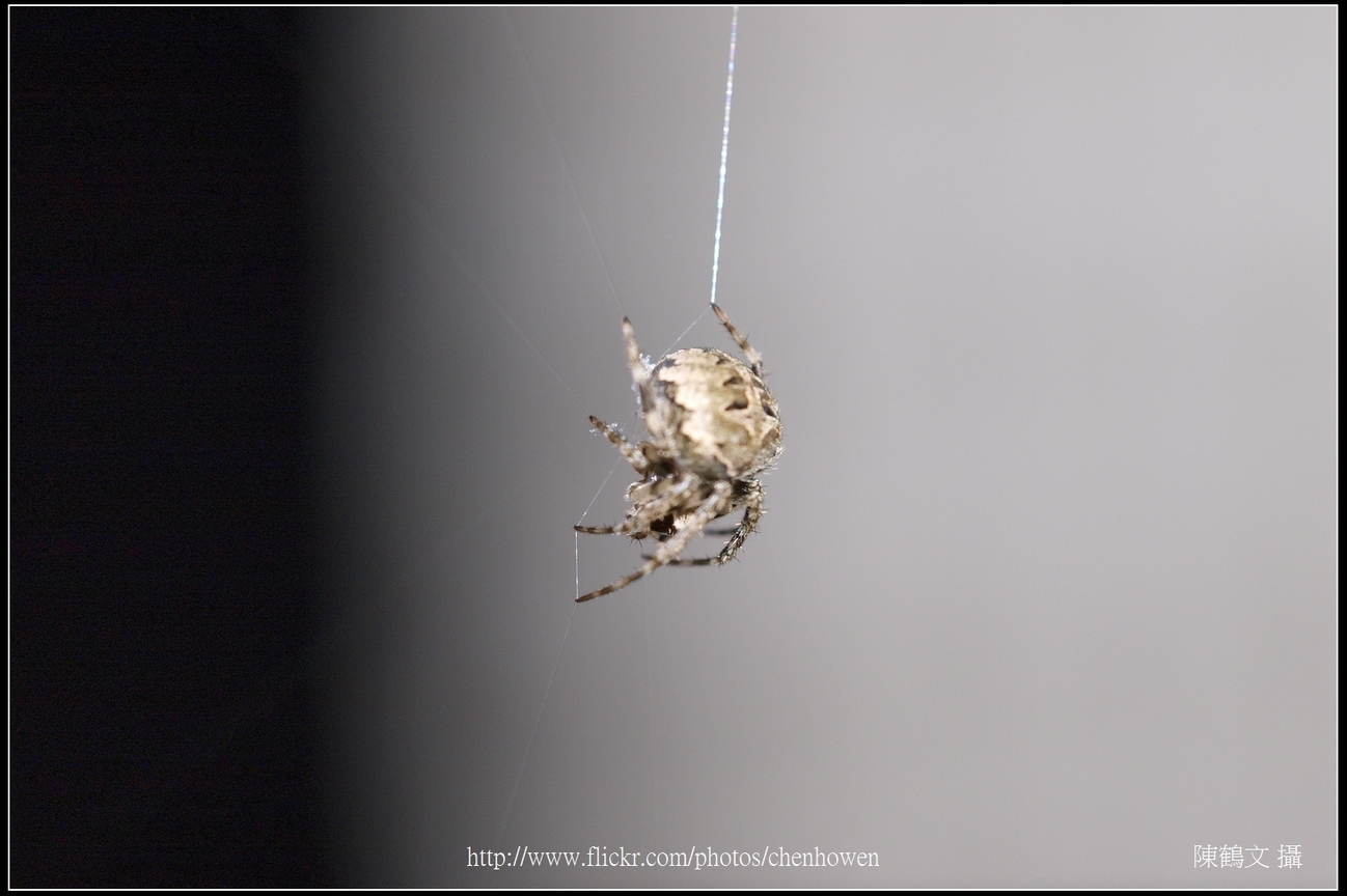 Spider One_13_學名_20151206