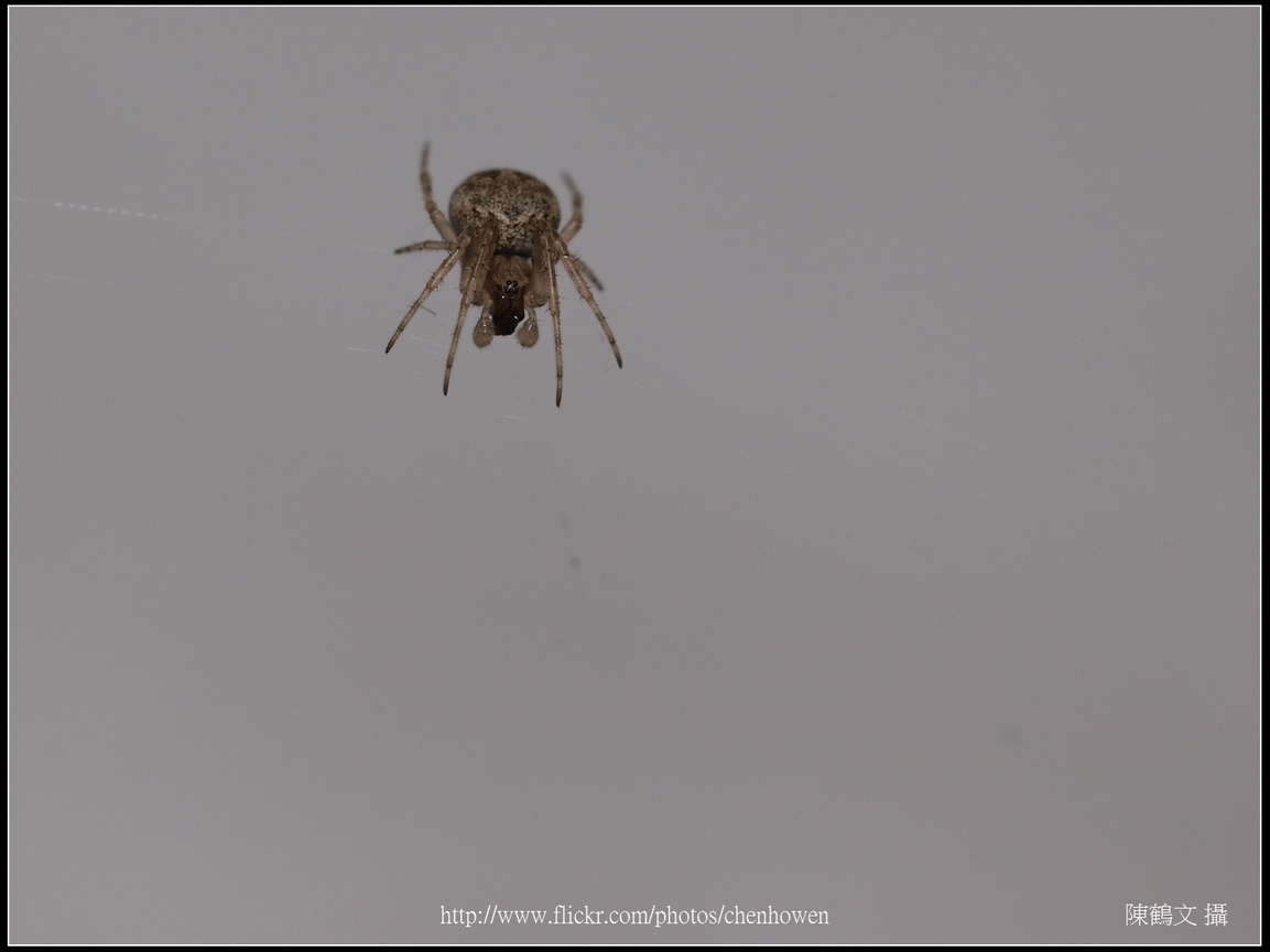 Spider Three_01_學名_20151218.jpg