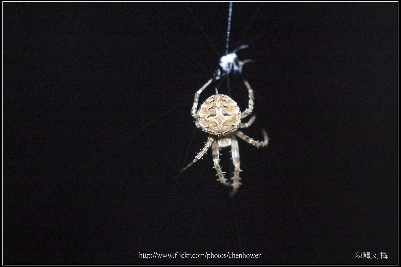Spider One_19_學名_20151206