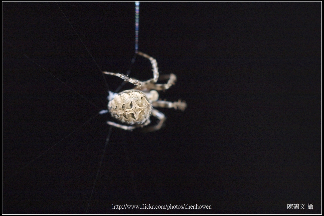 Spider One_18_學名_20151206