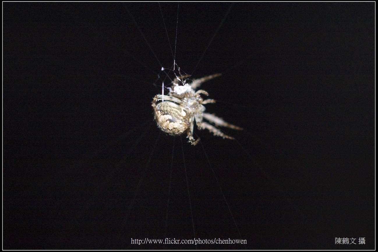 Spider One_23_學名_20151206