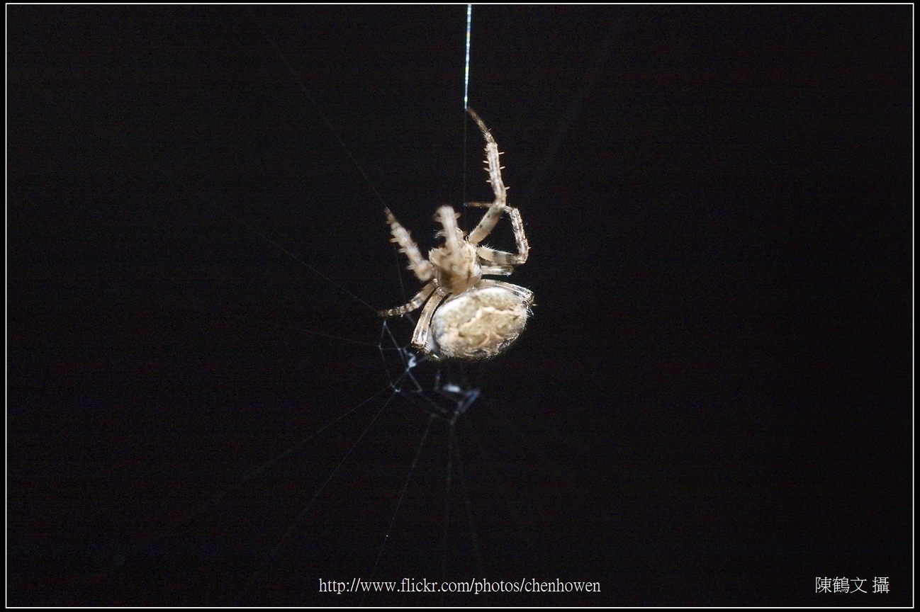 Spider One_22_學名_20151206