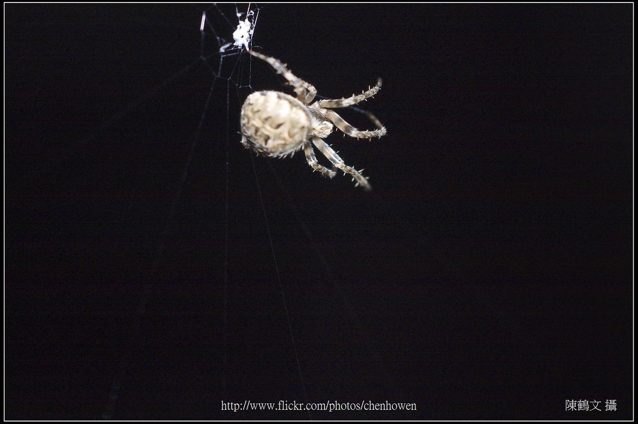 Spider One_21_學名_20151206