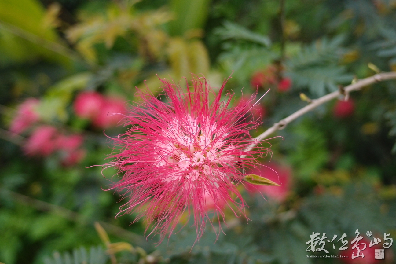 20150304拍攝於馬太鞍濕地文化館012