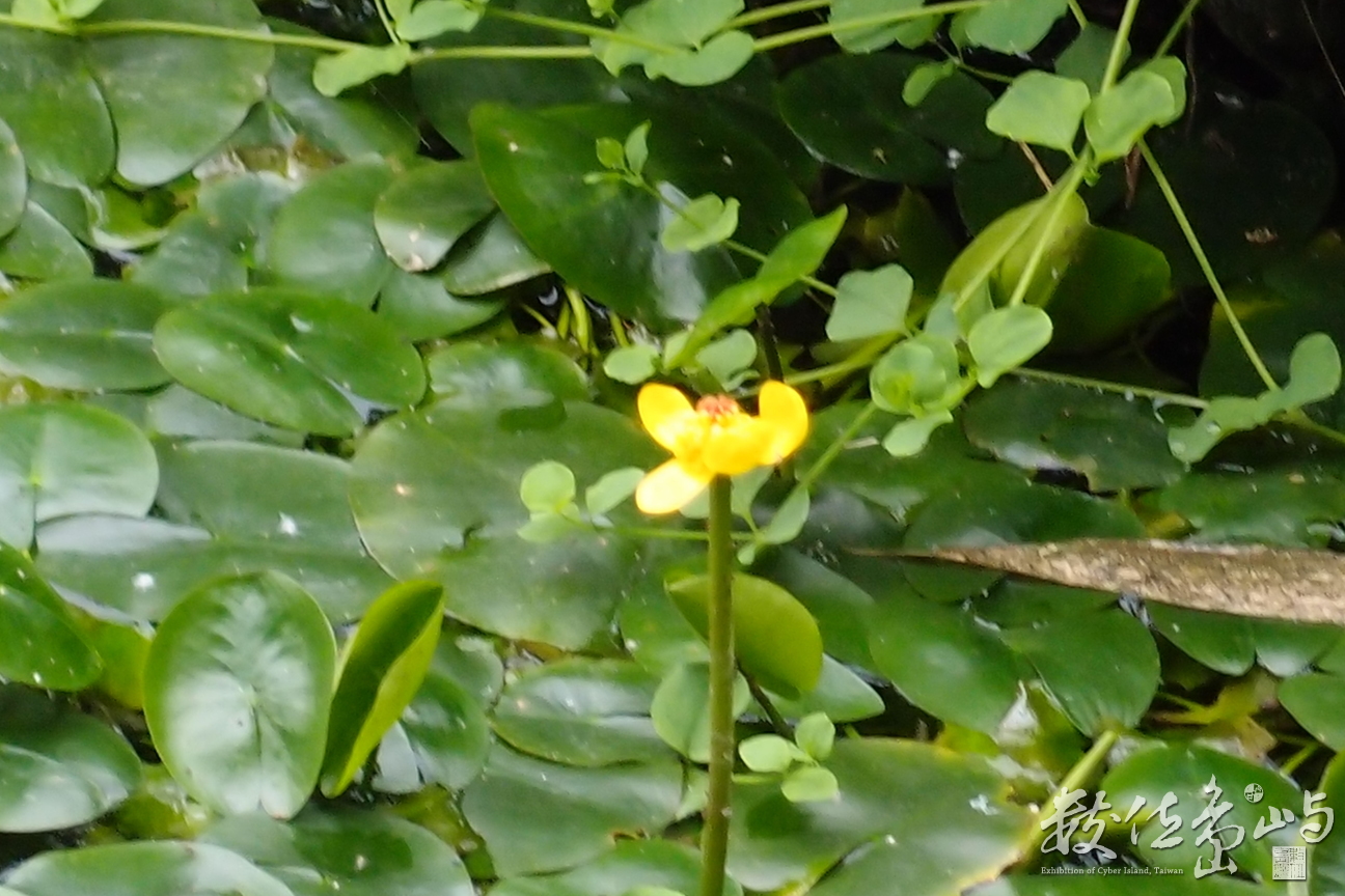 20150304拍攝於馬太鞍濕地文化館027