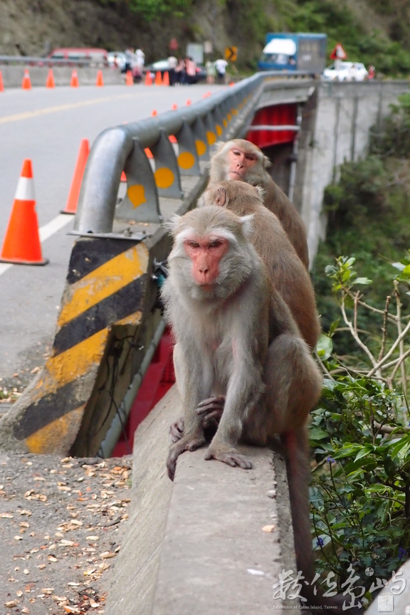 20150303拍攝於登仙橋010