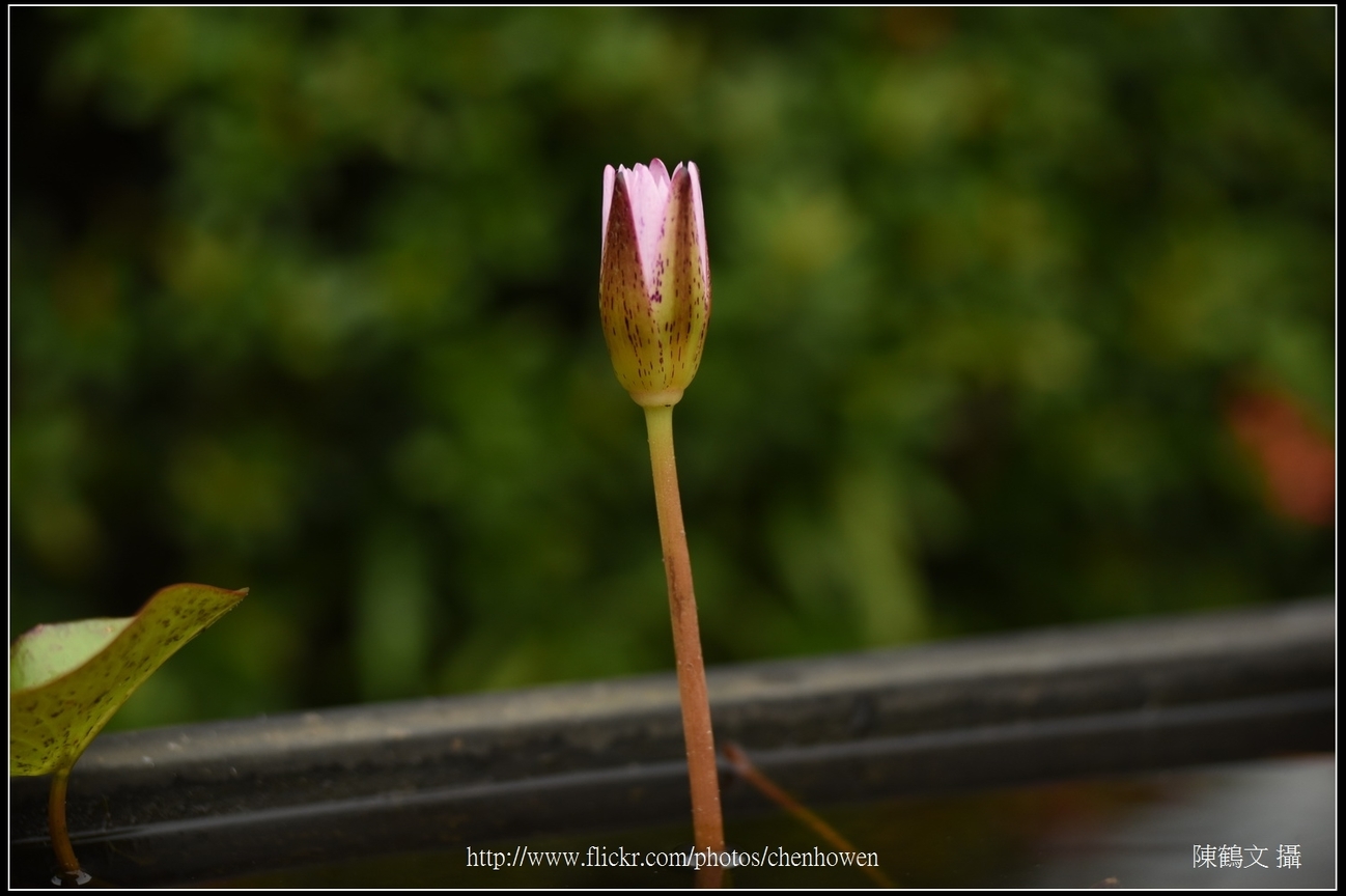 睡蓮_02_台北植物園_Schneider TV-Xenon 100mm F2 & Nikon D750.jpg