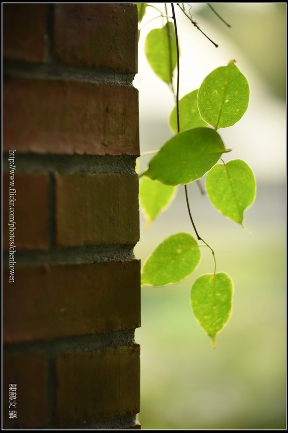牆壁旁的藤葉_01_台北植物園_Schneider TV-Xenon 100mm F2 & Nikon D750.jpg