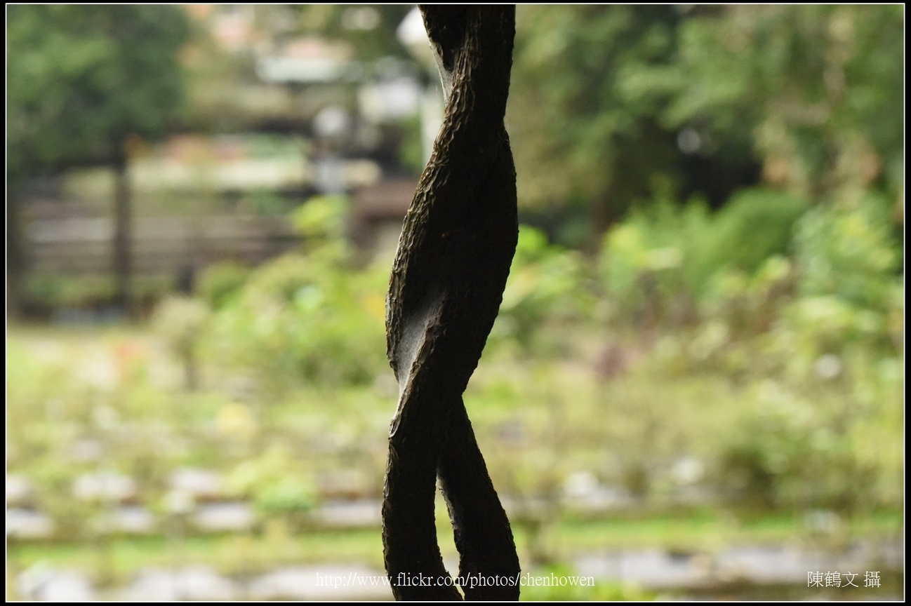 XX藤的莖_02_台北植物園_Schneider TV-Xenon 100mm F2 & Nikon D750.jpg