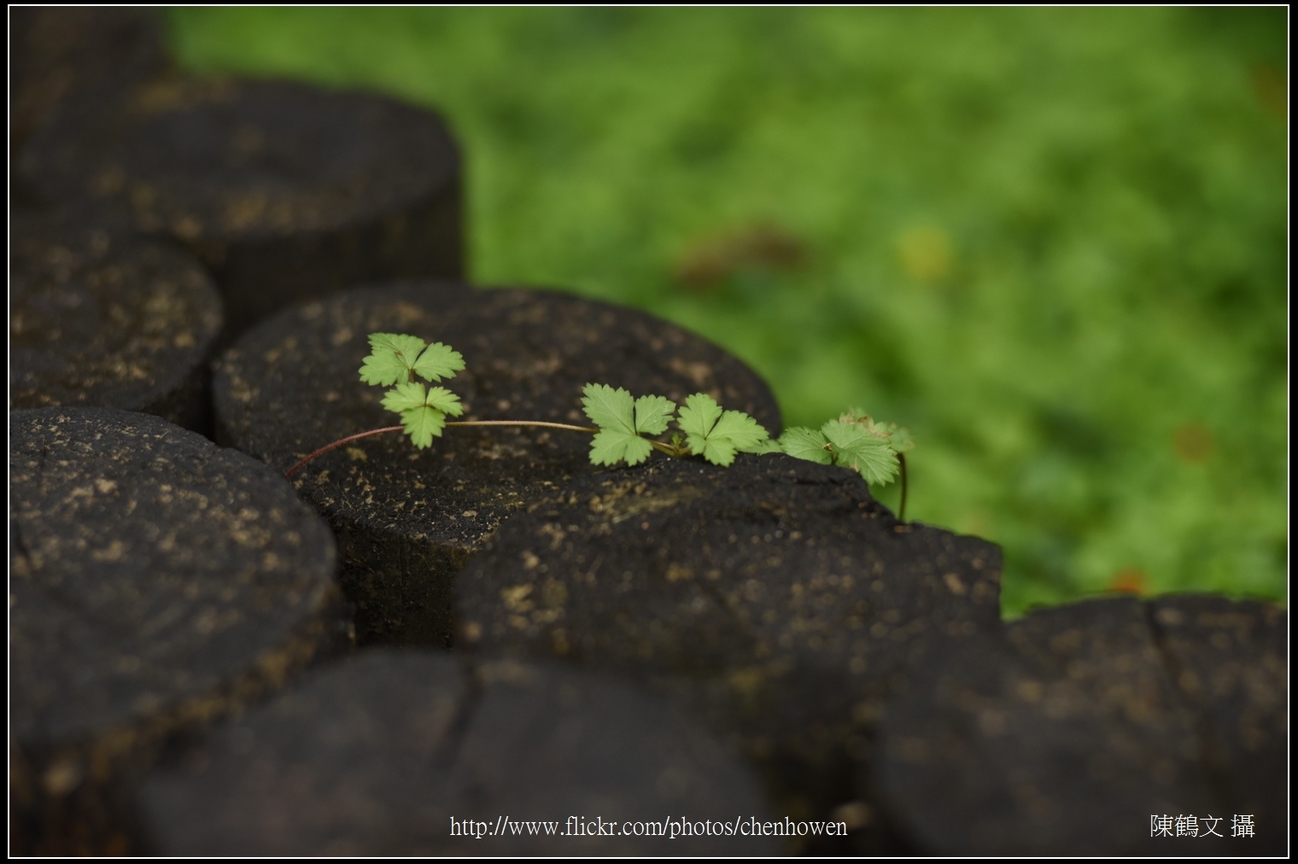 藤蔓的葉子_台北植物園_Schneider TV-Xenon 100mm F2 & Nikon D750.jpg