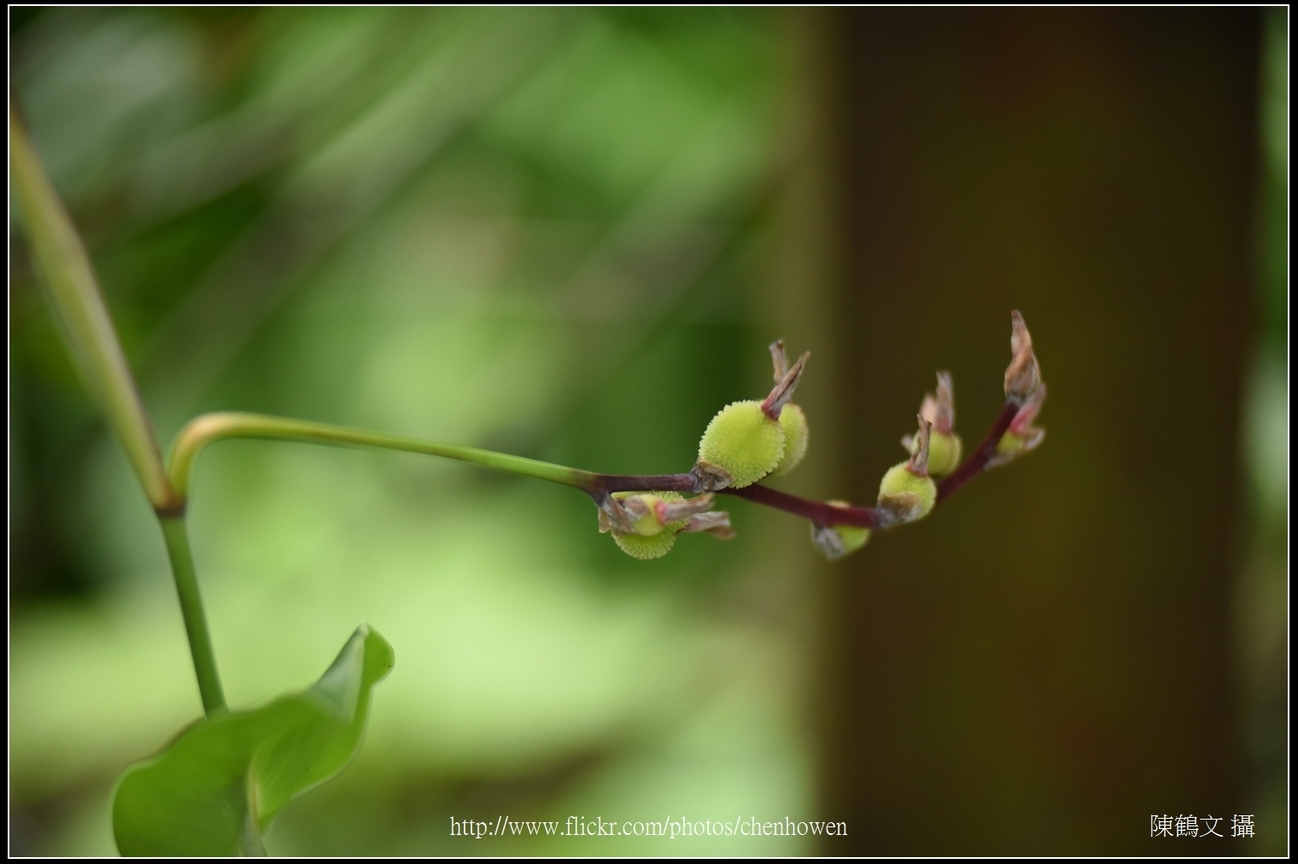 美人蕉的果實_01_台北植物園_Schneider TV-X