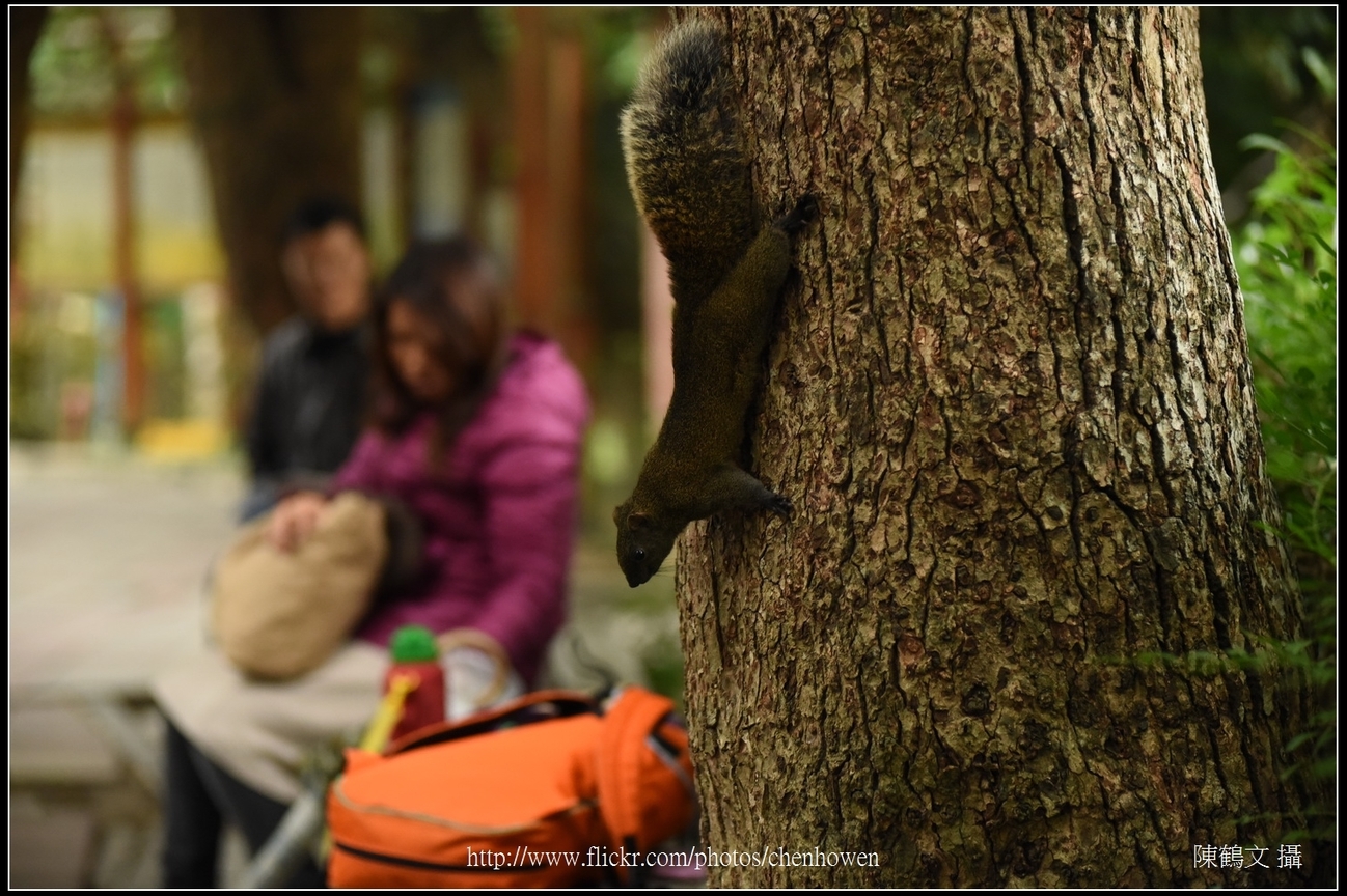 台北植物園_松鼠_01_Schneider TV-Xenon 100mm F2 & Nikon D750.jpg