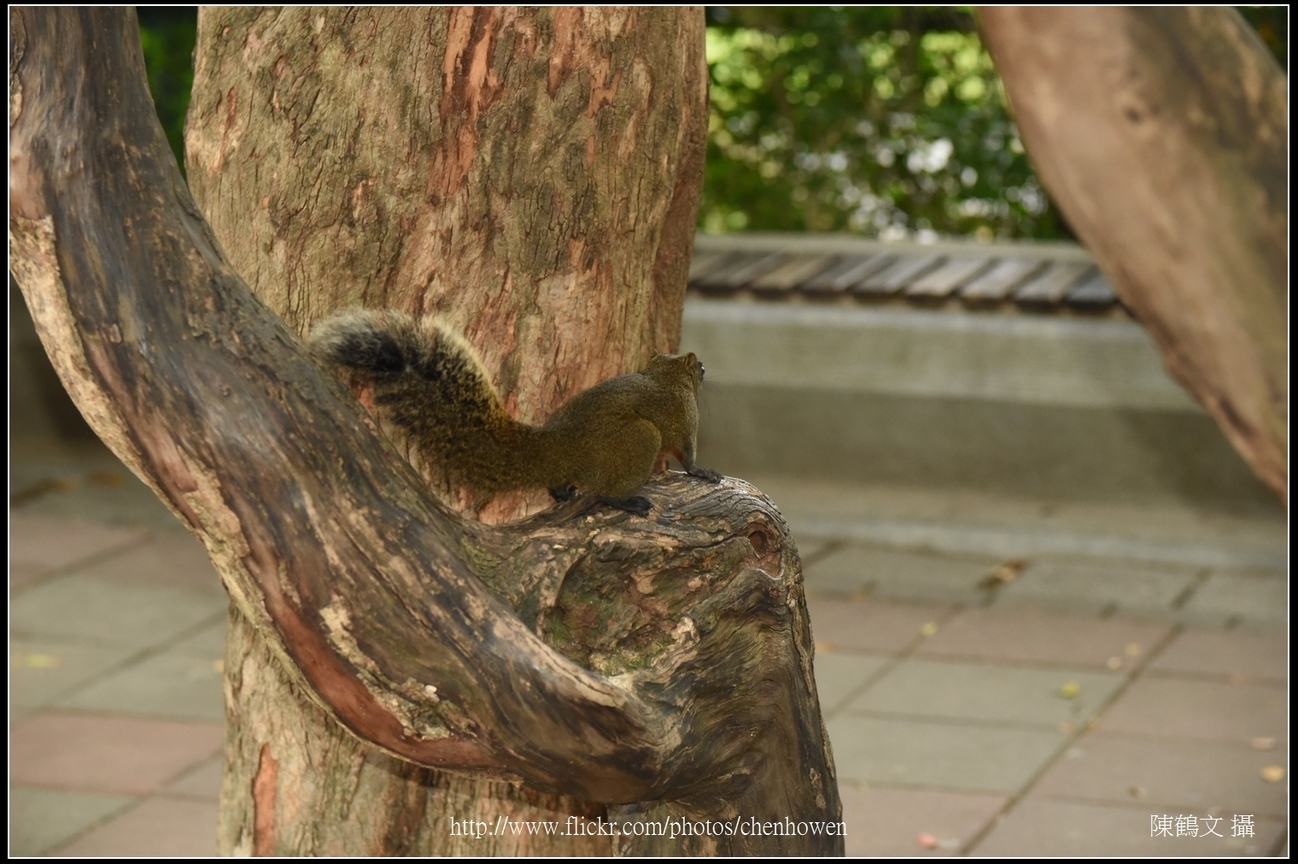 台北植物園_松鼠_04_Schneider TV-Xenon 100mm F2 & Nikon D750.jpg