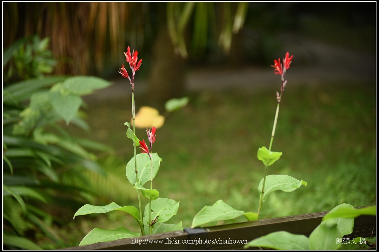 XX花_台北植物園_Schneider TV-Xenon 100mm F2 & Nikon D750.jpg