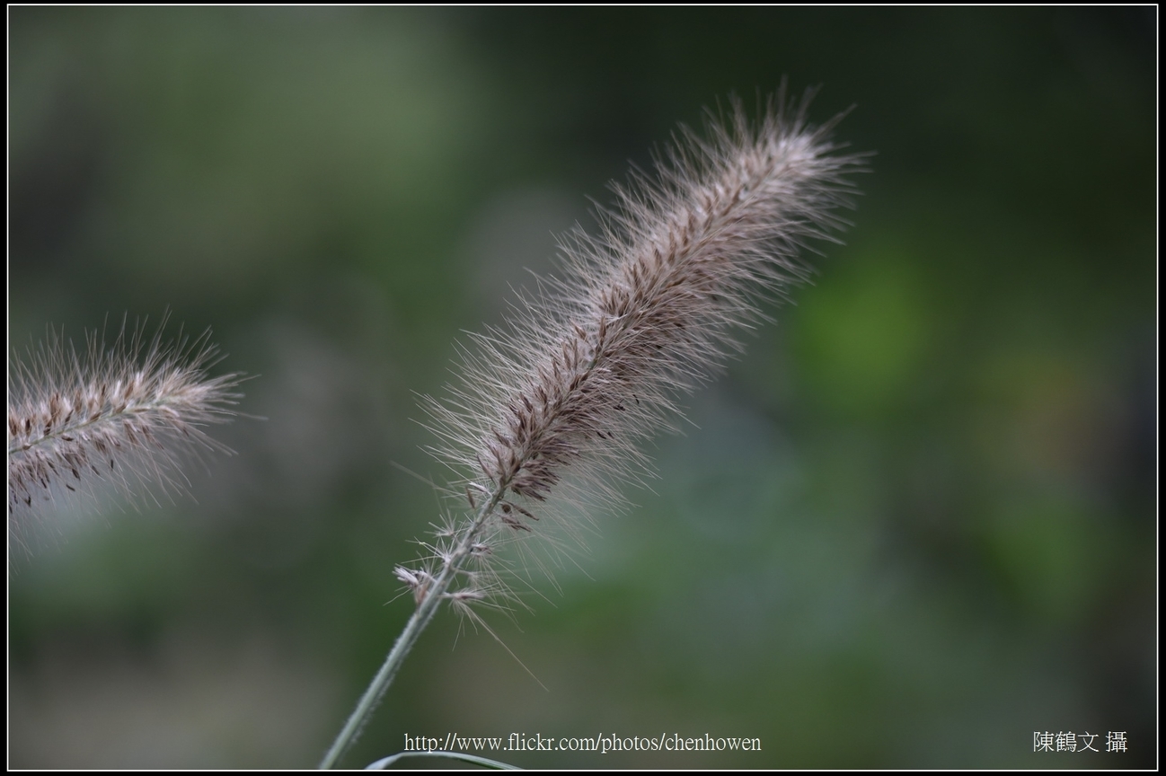 芒草_台北植物園_Schneider TV-Xenon 100mm F2 & Nikon D750.jpg