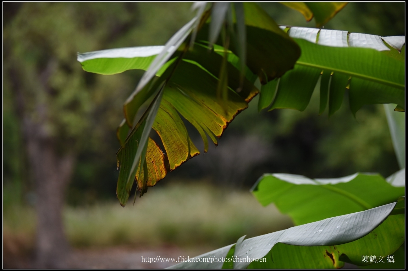 X蕉的葉_01_台北植物園_Schneider TV-Xenon 100mm F2 & Nikon D750.jpg