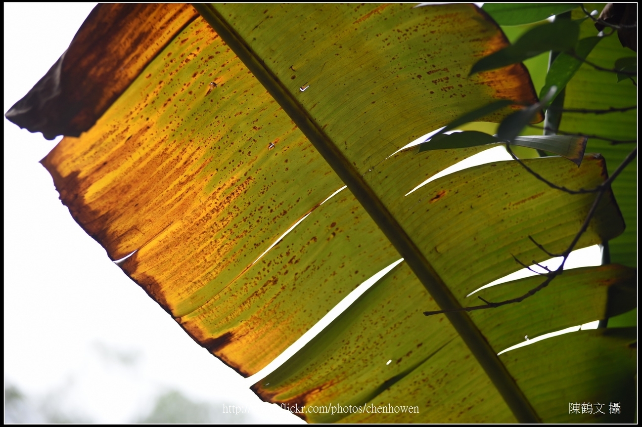 X蕉的葉_02_台北植物園_Schneider TV-Xenon 100mm F2 & Nikon D750.jpg
