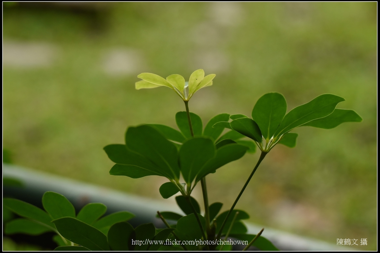 鵝掌藤_04_台北植物園