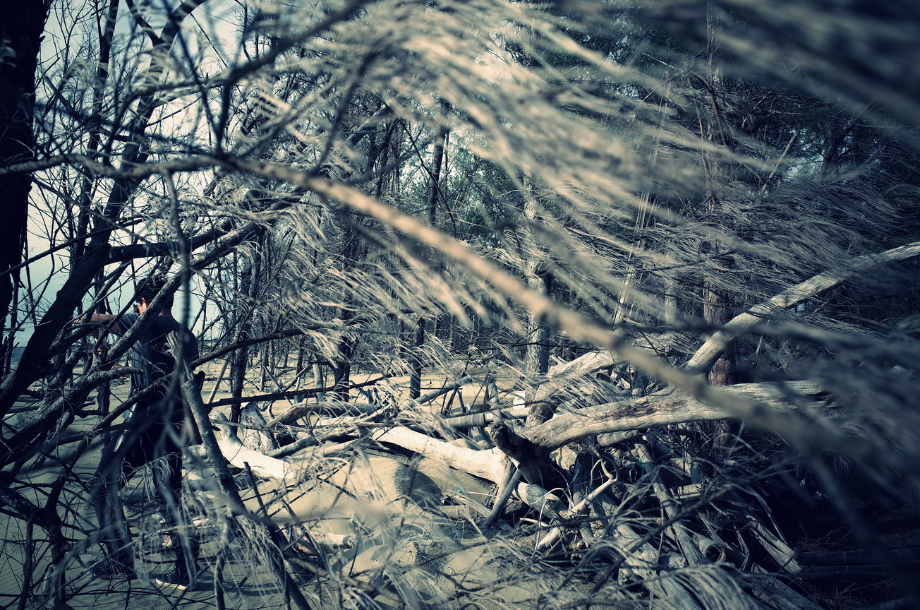 穿越海邊的樹林